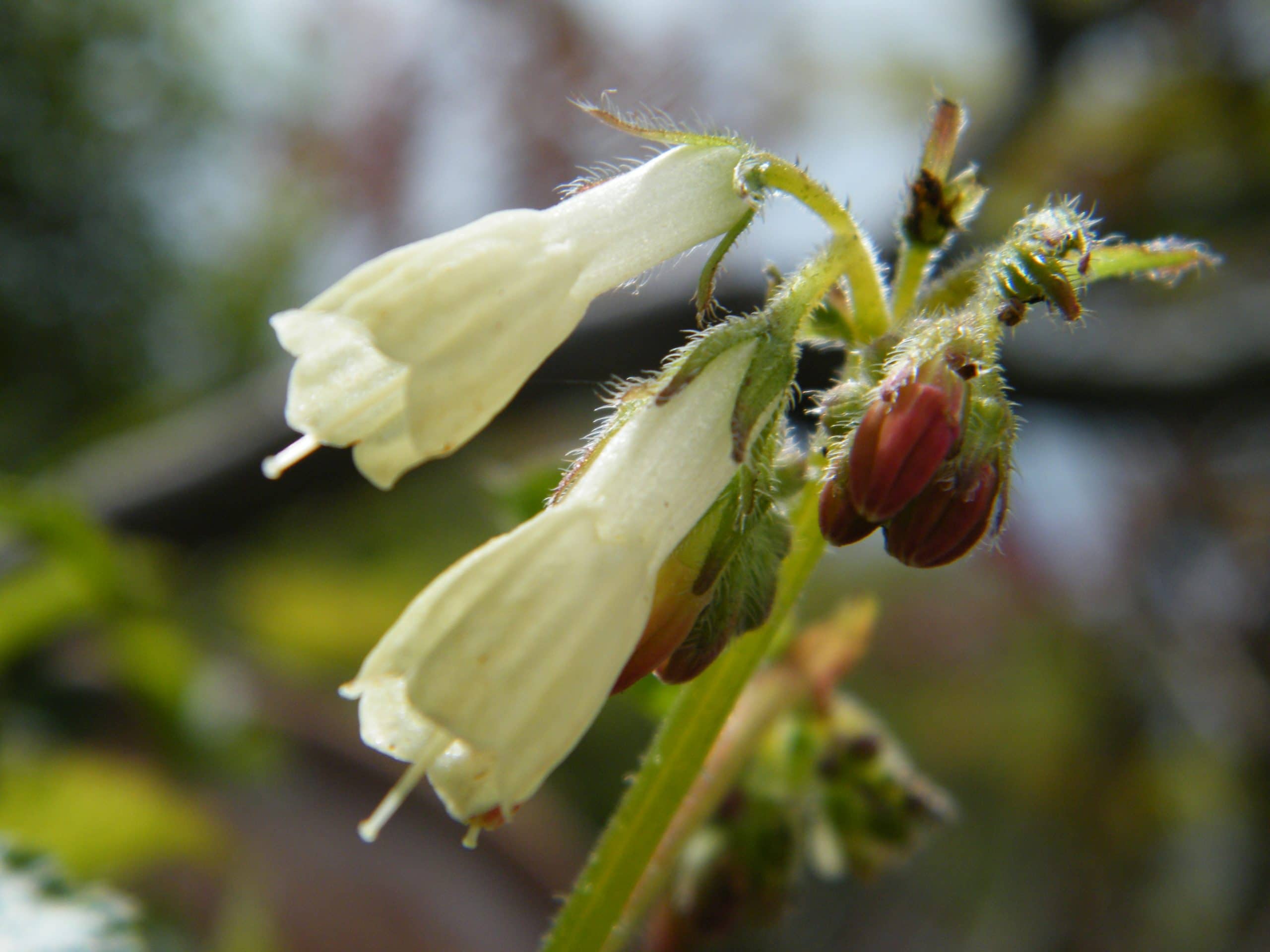 early comfrey flowers