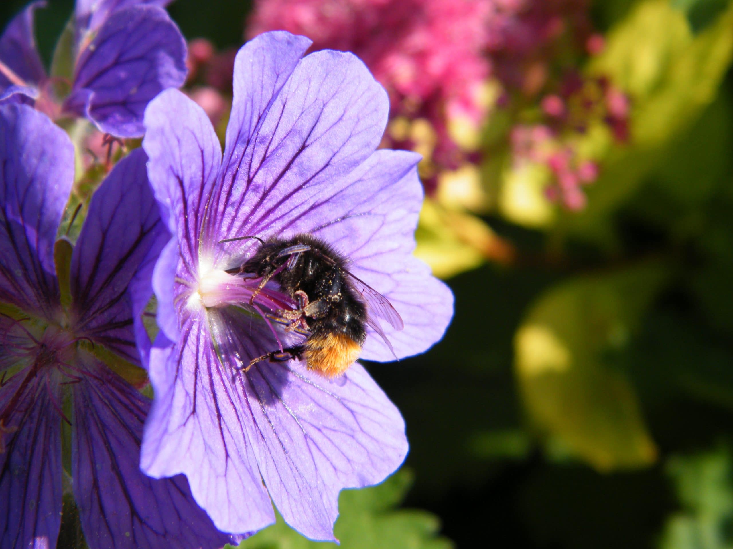 red tailed bee hardy geranium