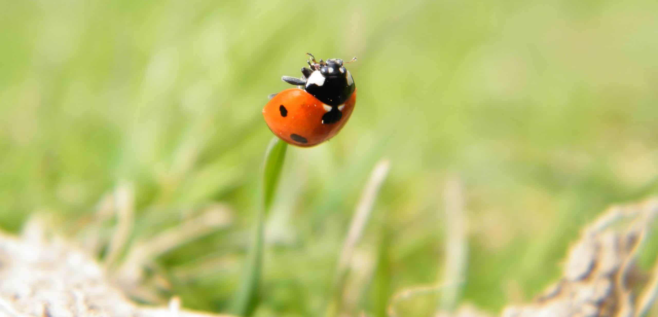 ladybird insect grass 