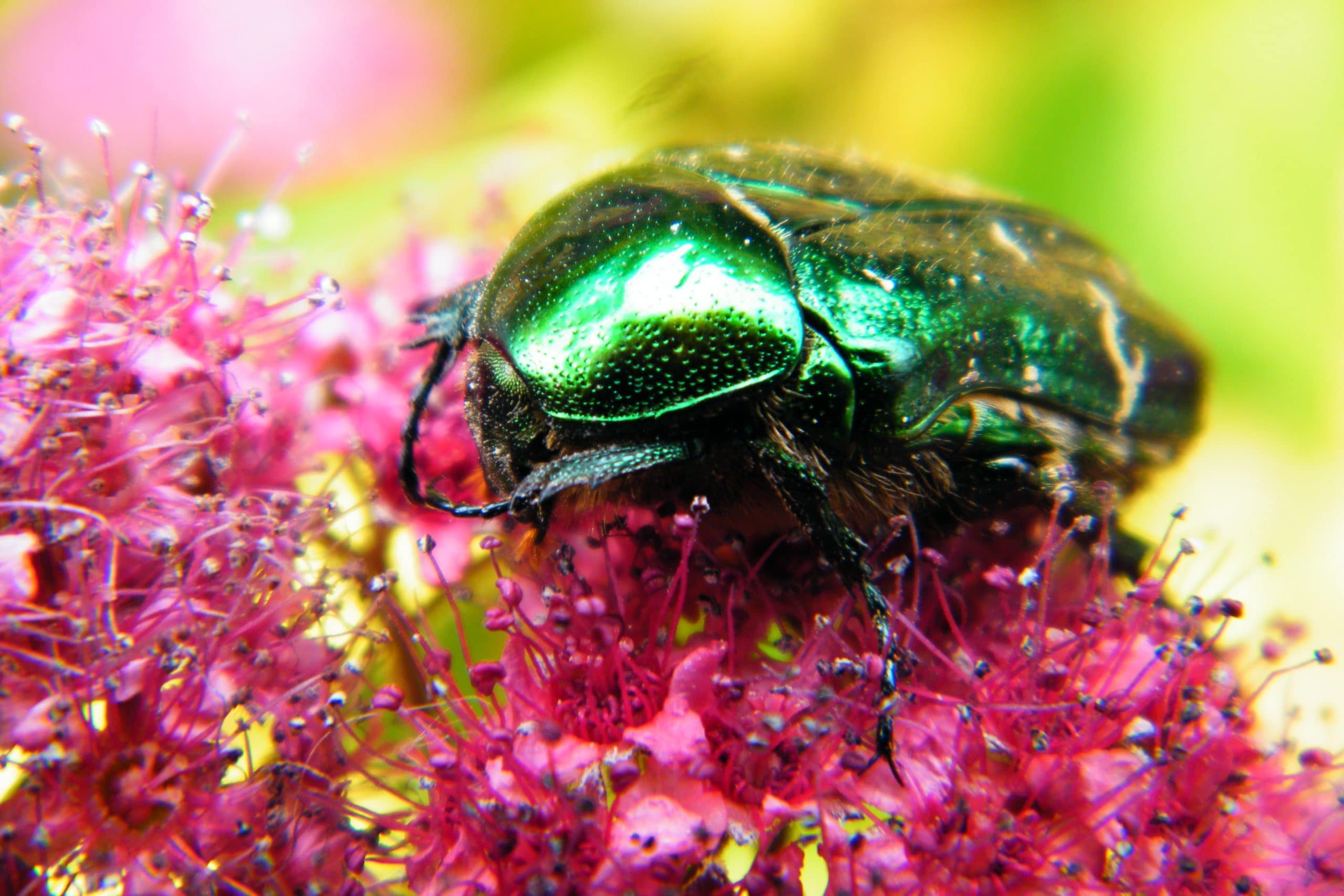 rose chafer beetle insect