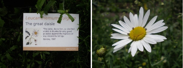 oxeye daisy herb info