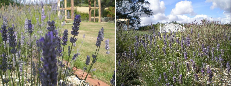 lavender national collection