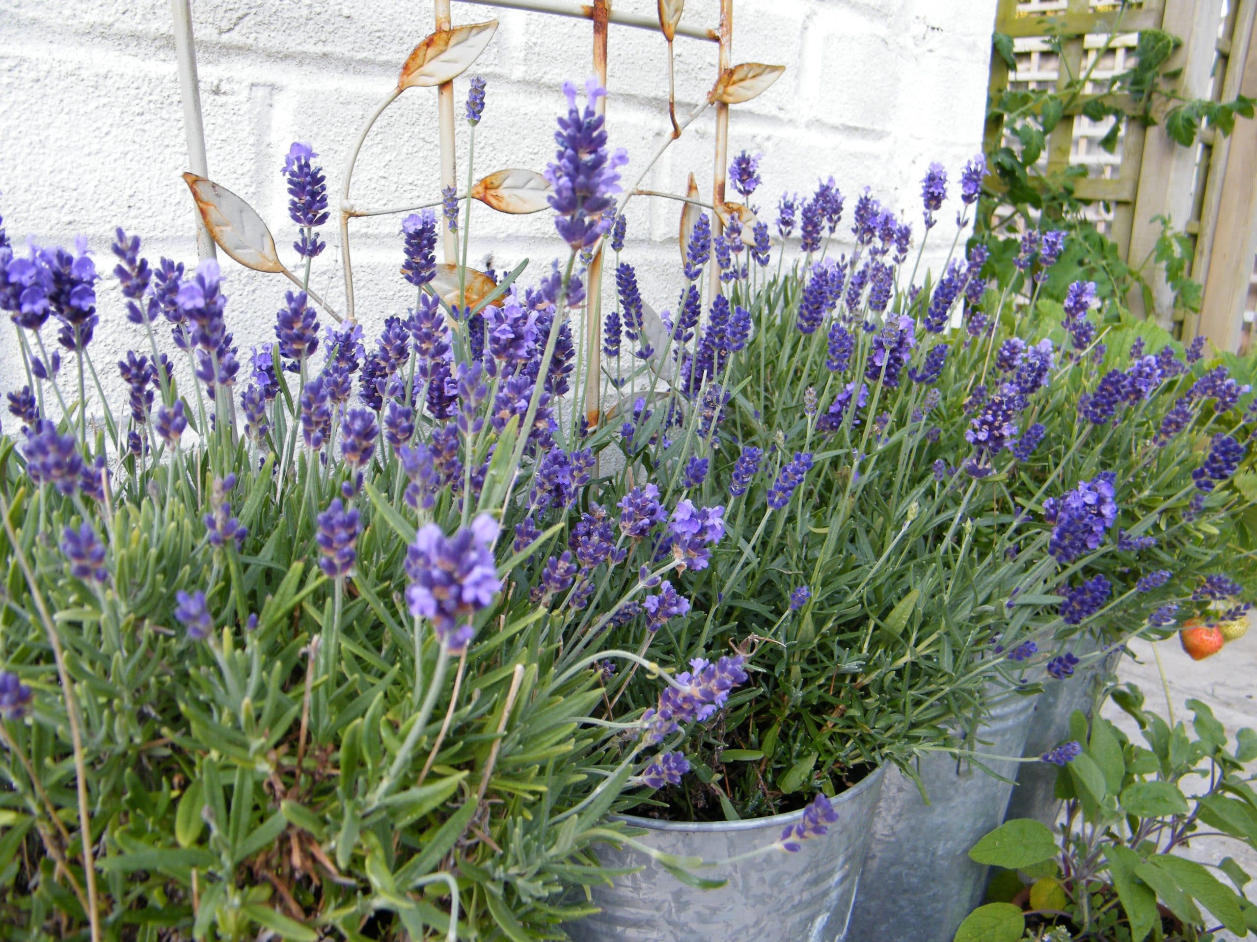 lavender herbs in pots