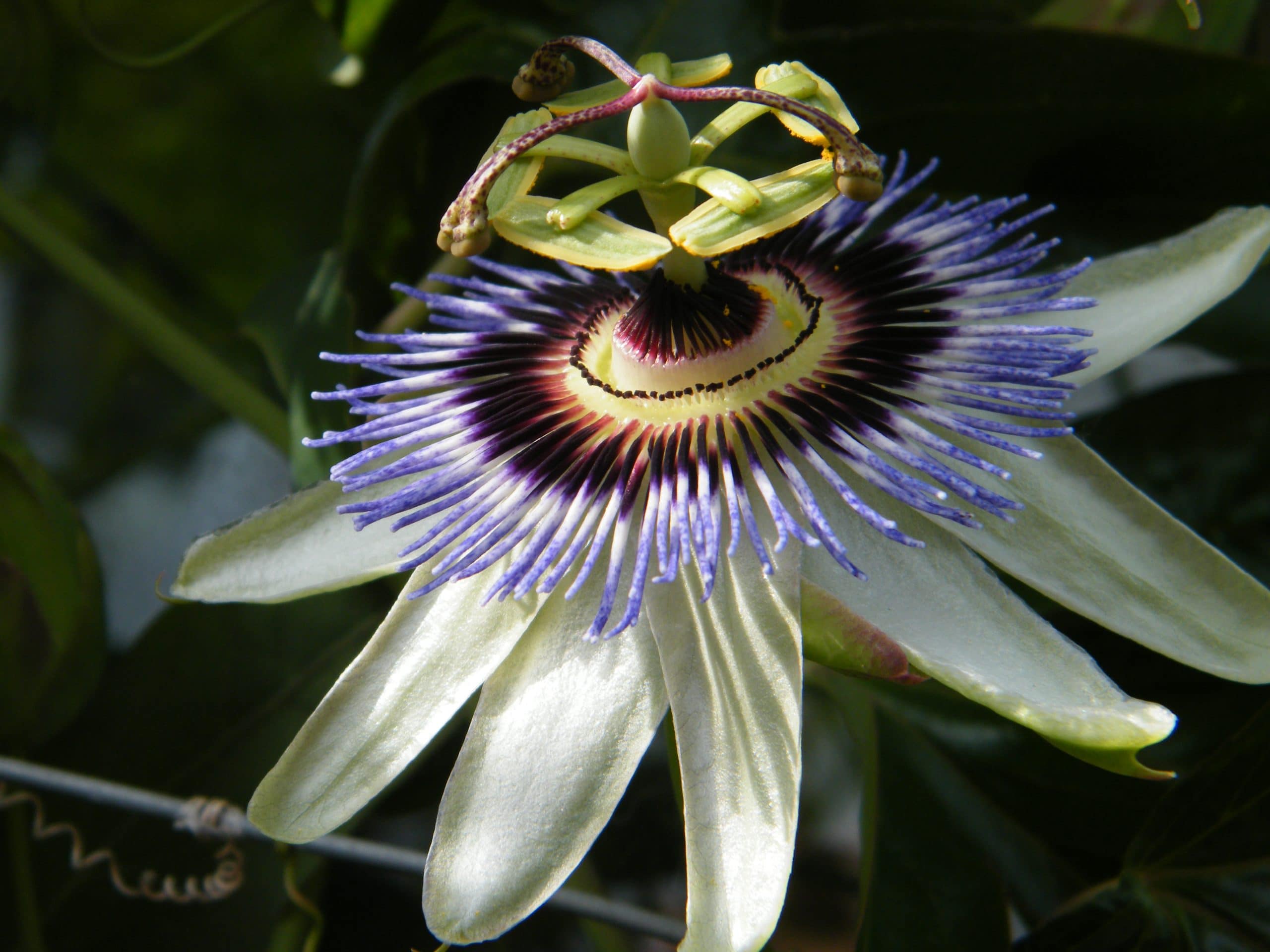passionflower herb