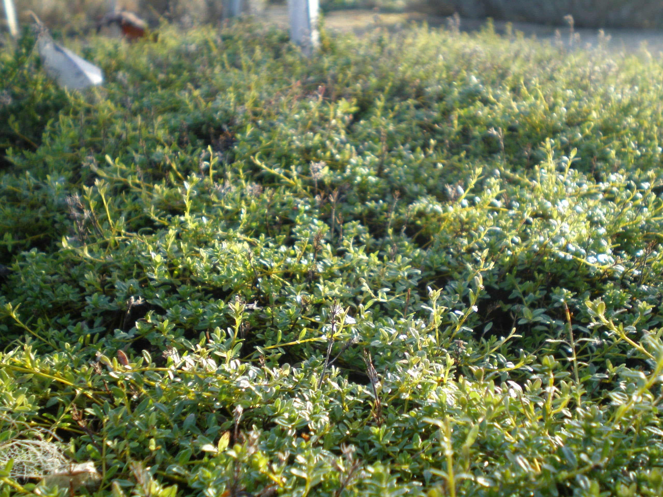 thyme growing in ryton herb garden