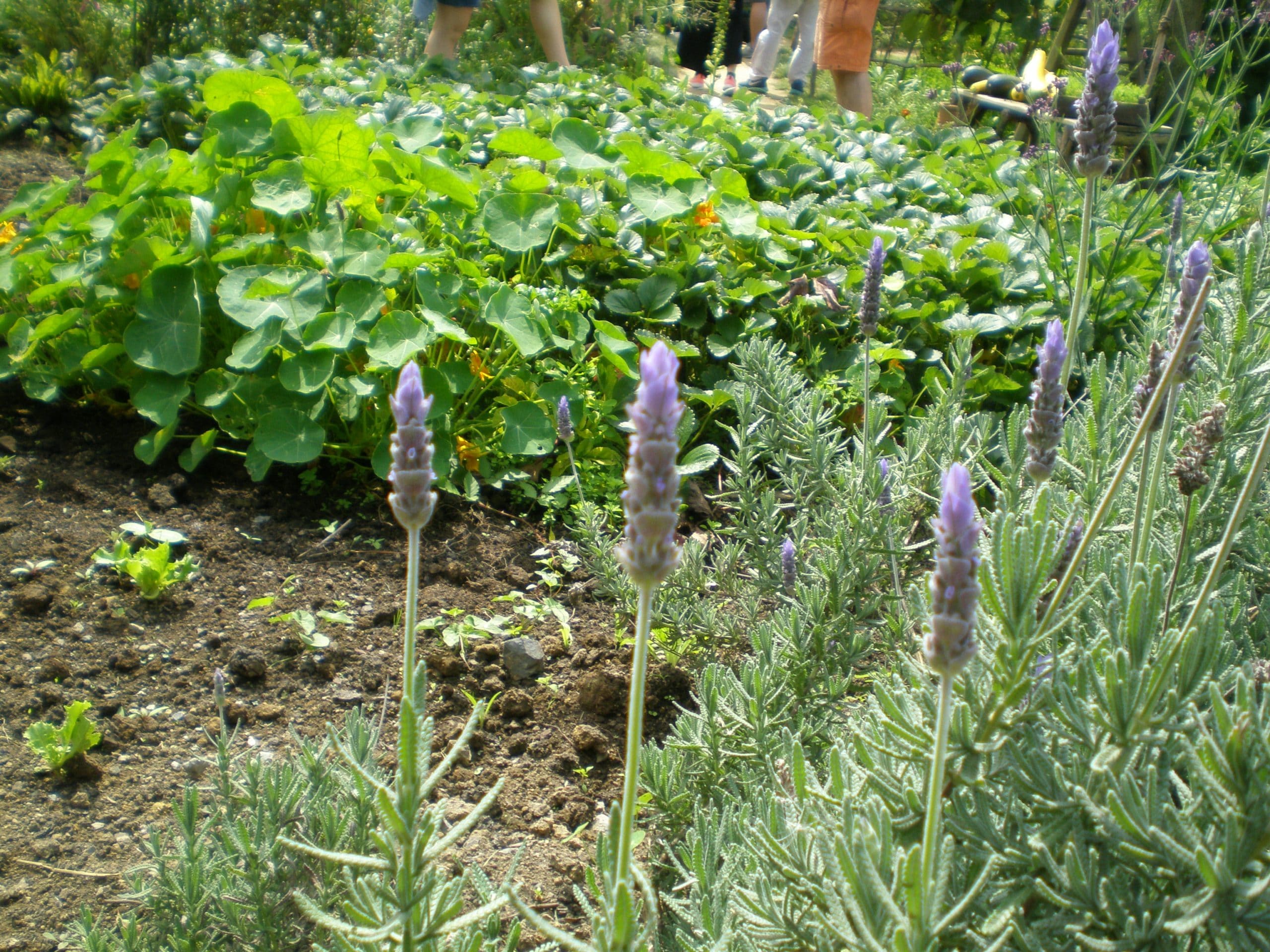 lavender nasturtiums herbs