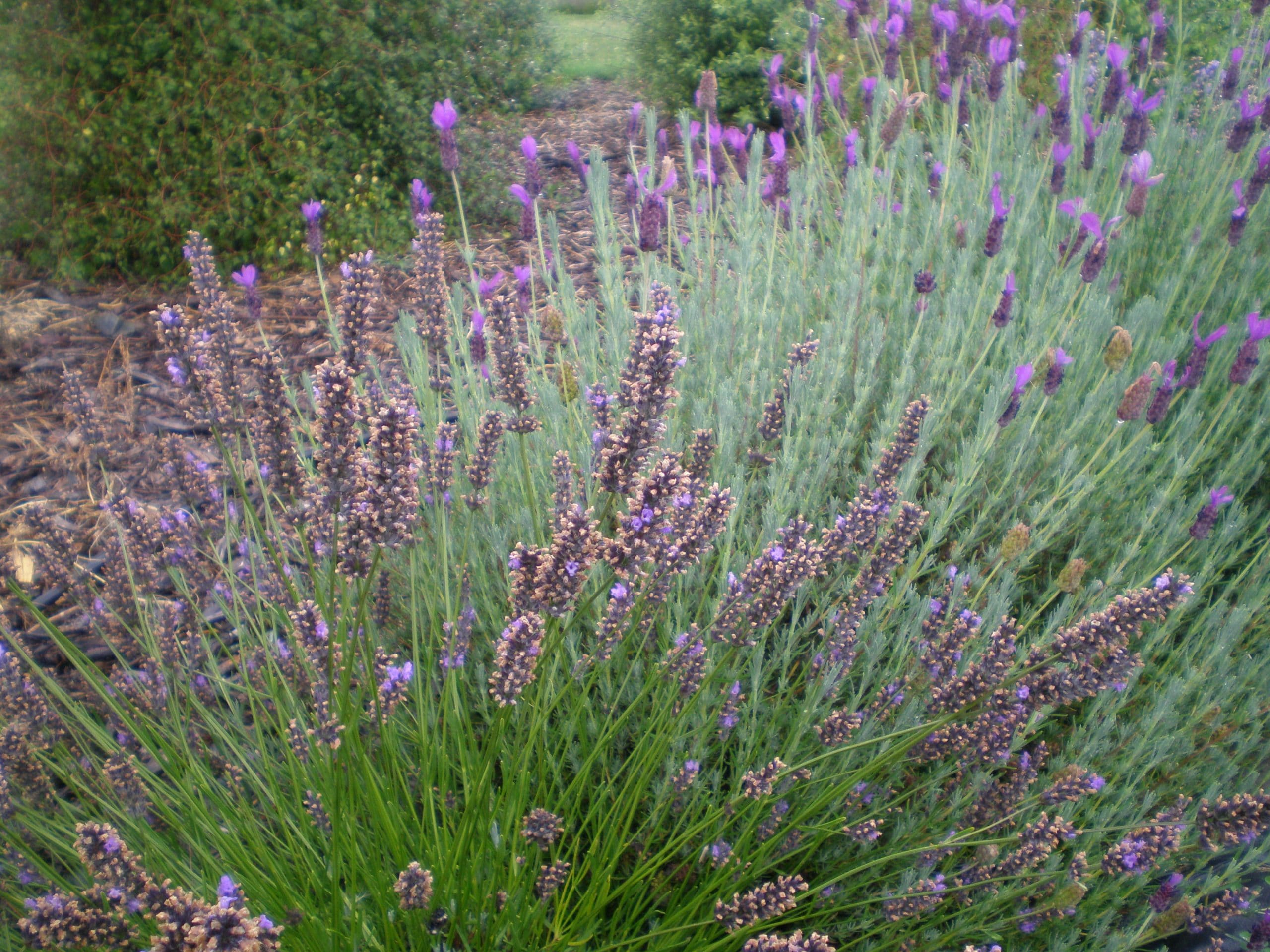 lavender herbs growing at wanaka lavender