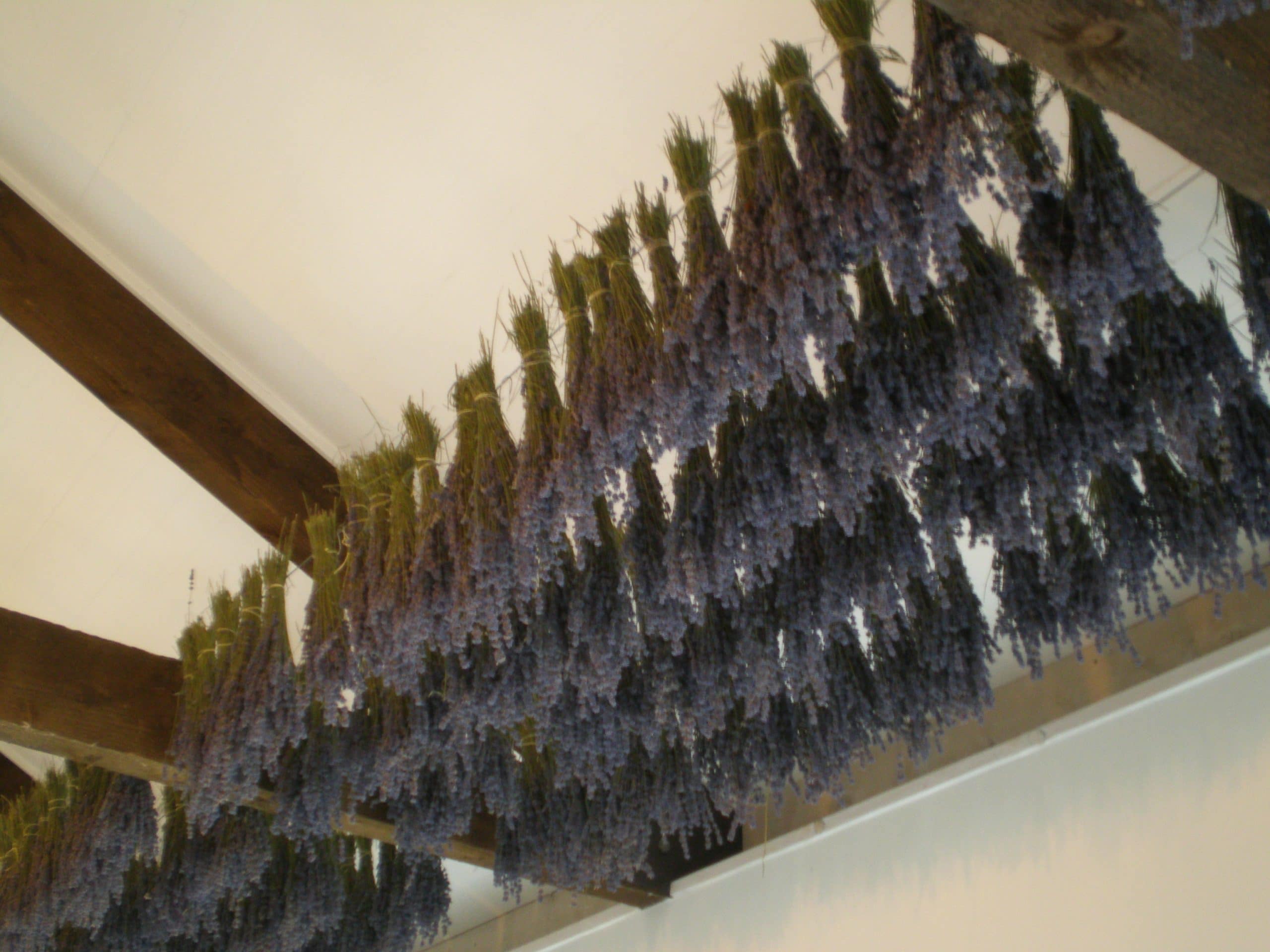 dried lavender bunches