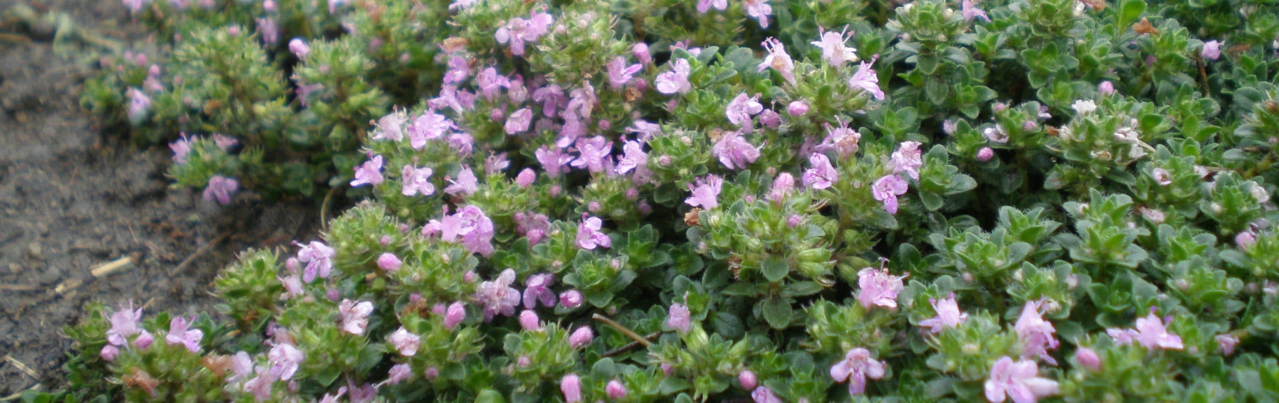 thyme herb wanaka lavender