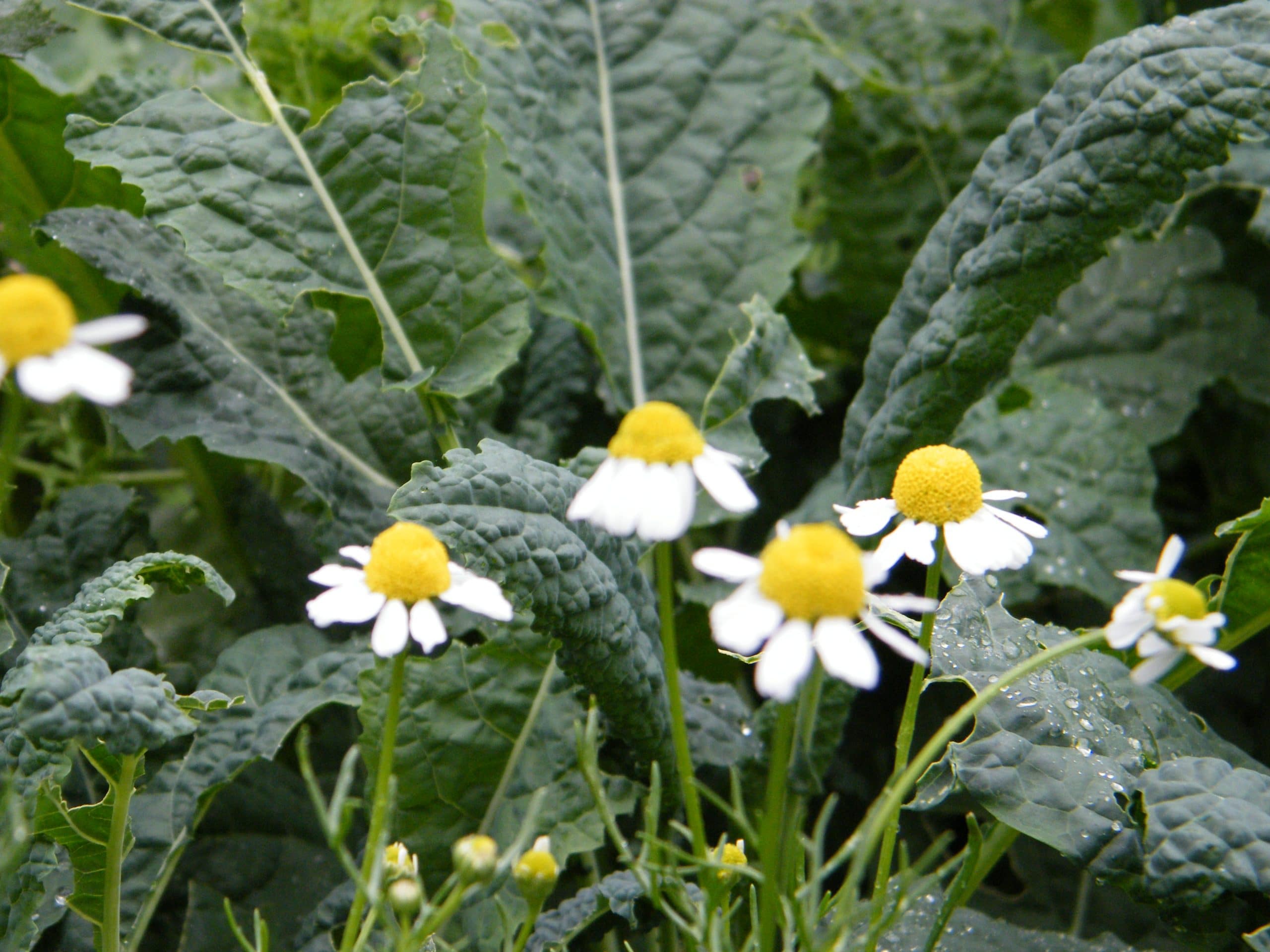 chamomile herb flowers with kale