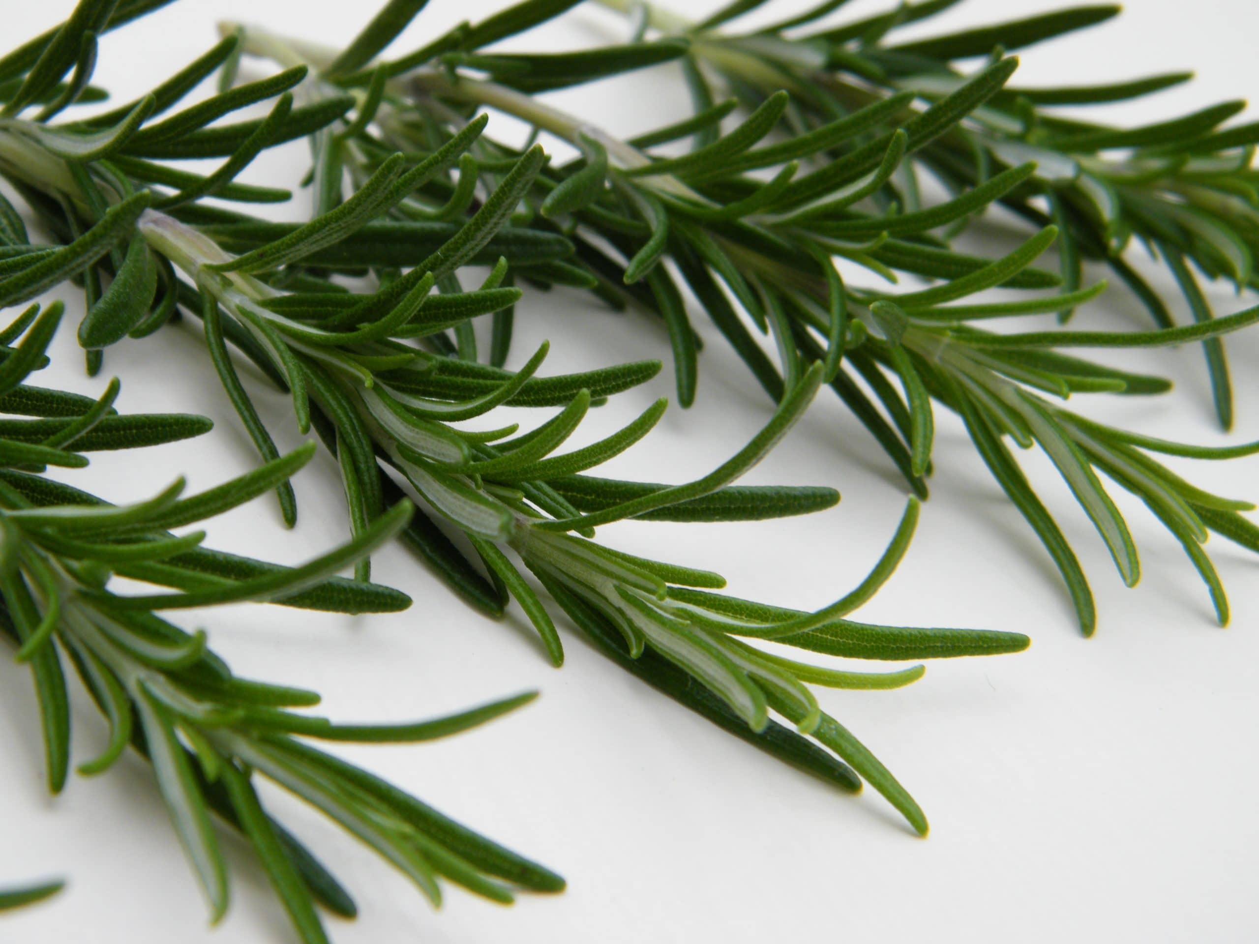 Cognitive effects of herbs  rosemary  and sage by Ruth 