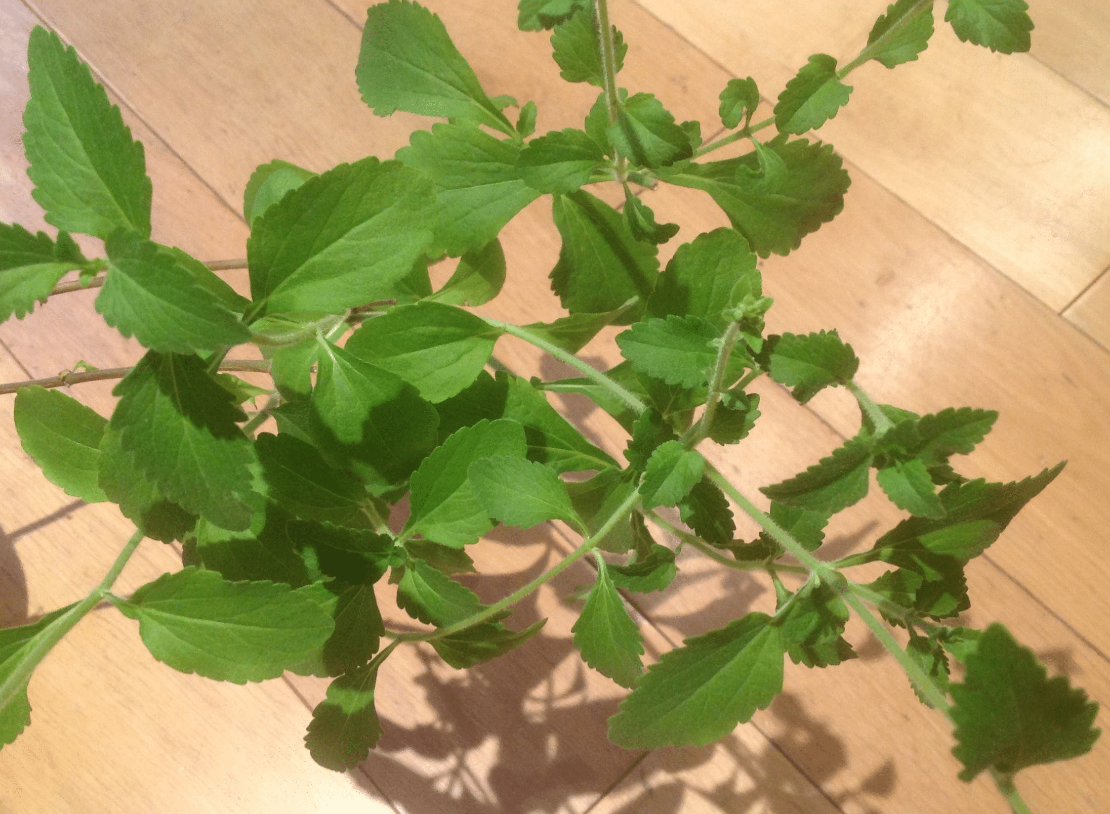 herb plant stevia