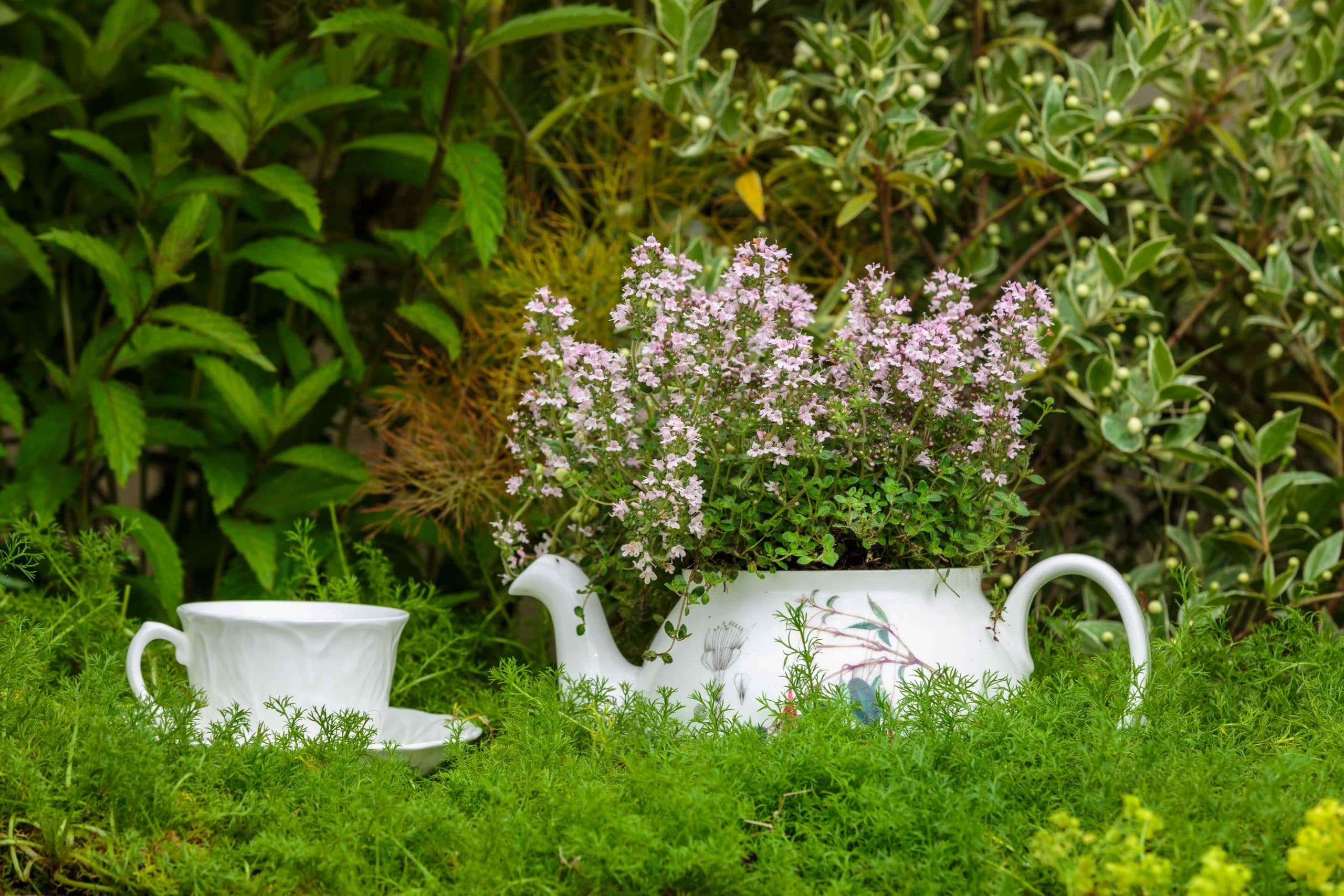 herbs for tea tatton flower show
