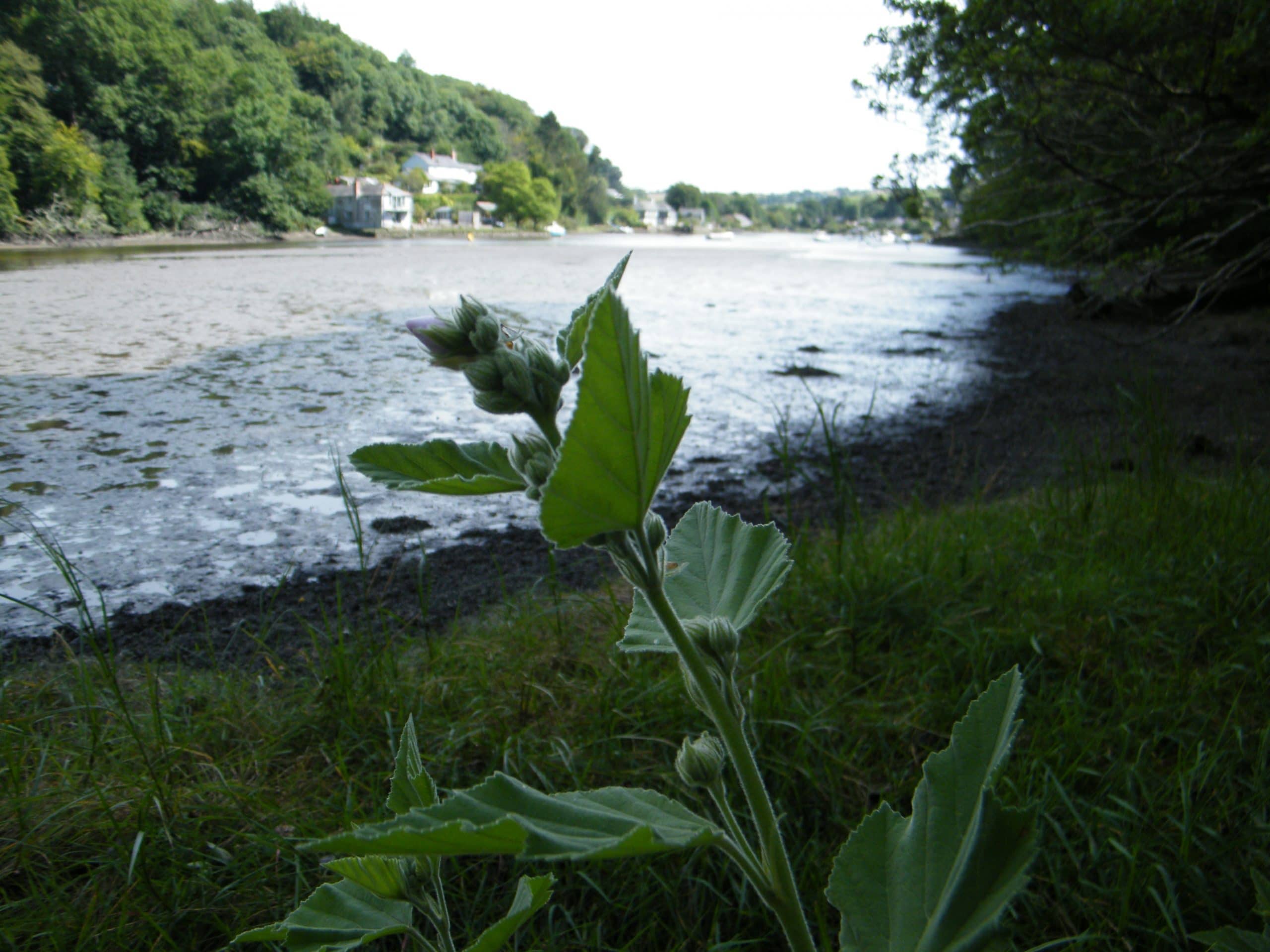 althaea officinalis river cornwall