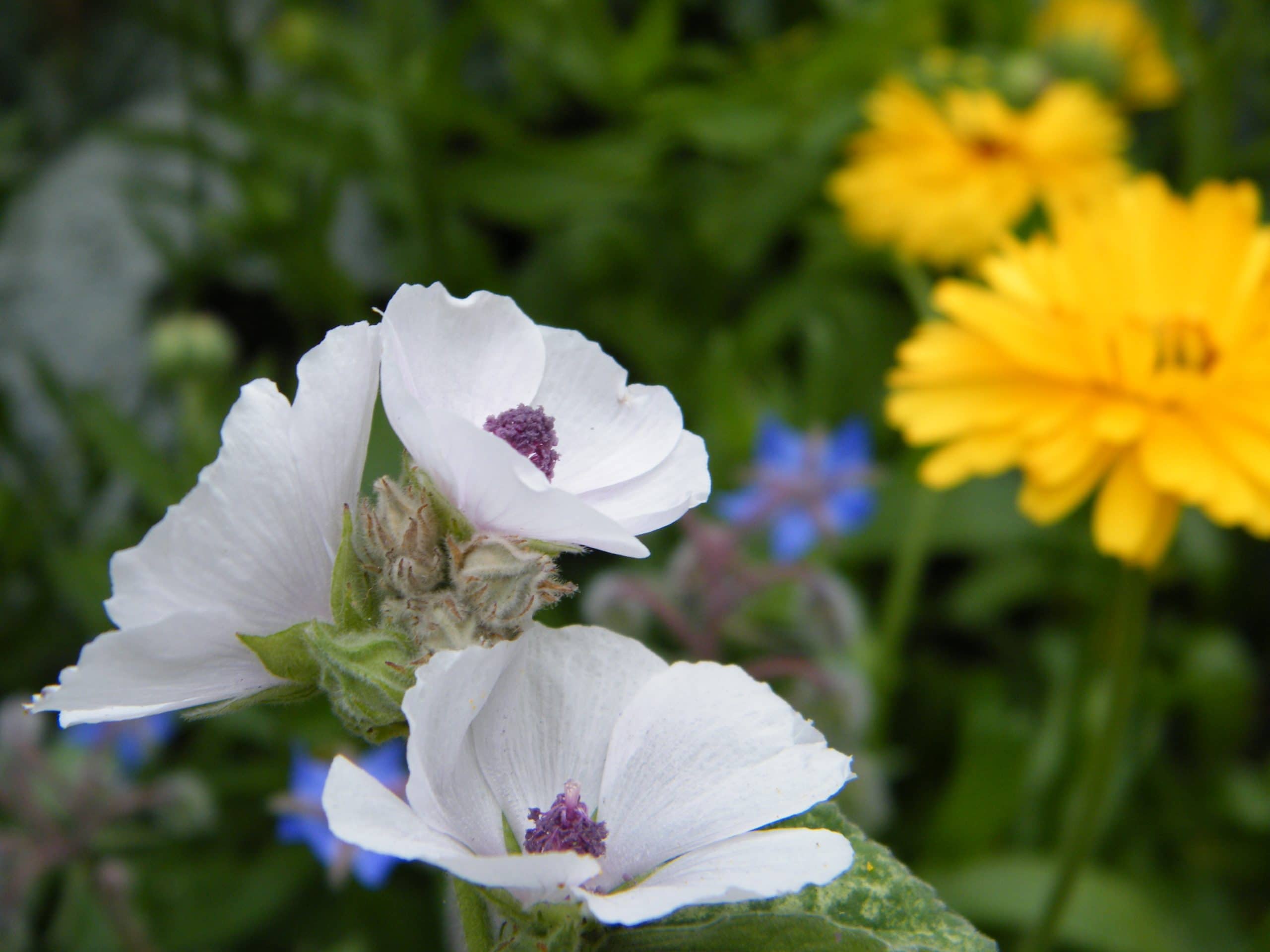 herb mallow flowers