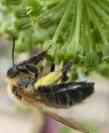 Beverley Walker Bee Pic