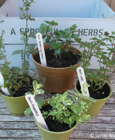 There are many unique mint varieties, refer to Marvellous Mint 1 to find out more