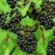 Elderberries. The Spruce David Karoki