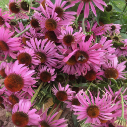 An image of a bunch of echinacea