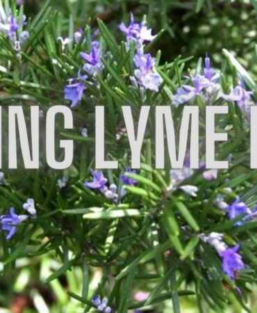 GreenCuisine Lost in Lyme Sept23 Jan24