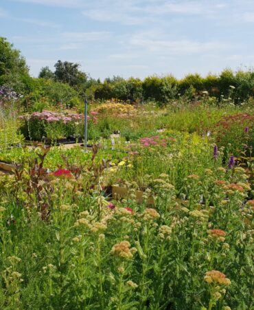 John Cullen Gardens in the summer - a wild flower meadow