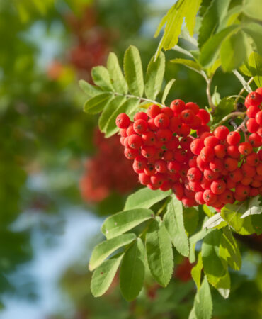Ripe red rowan berries in bunches. Rowan tree with fruit berries in the forest.