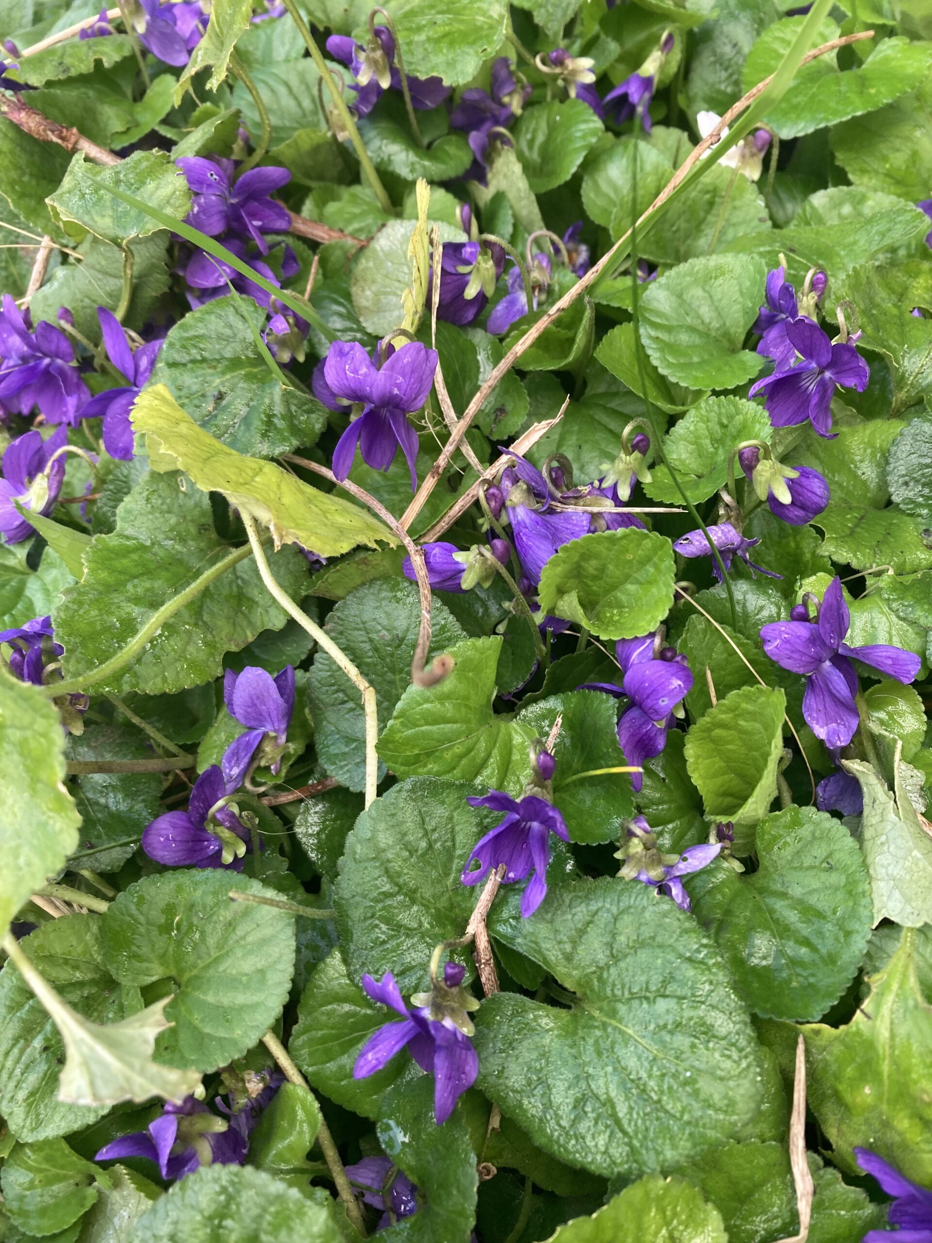 Spring purple violet flowers nestled among their heart shaped leaves.