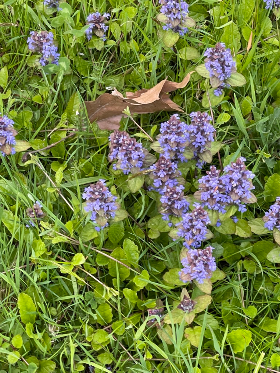 Image showing flowering herb in May