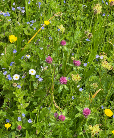 An image of a patch of wild herbs and flowers that appear in June