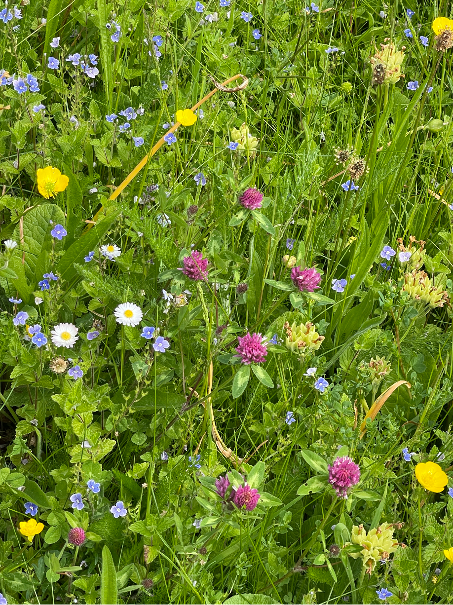 An image of a patch of wild herbs and flowers that appear in June