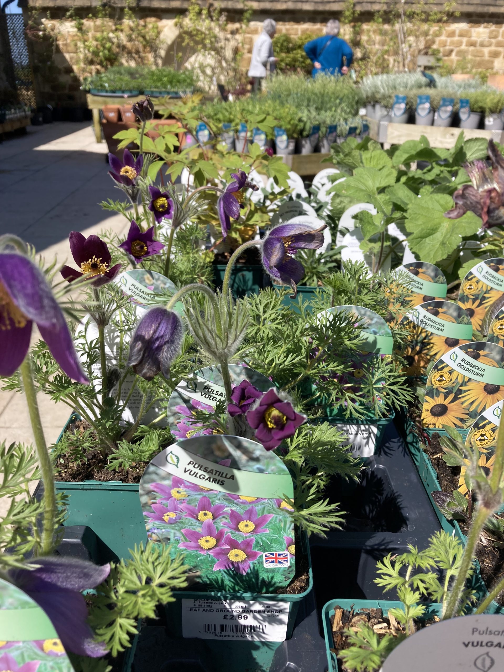 Pasqueflower on sale at a plant nursery Leaf & Ground, Dursley, Gloucestershire
