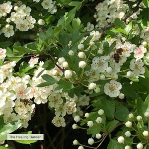 May Herb Walk