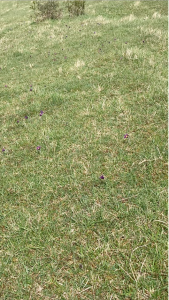 Chalk grassland at Barnsley Warren with pasqueflowers