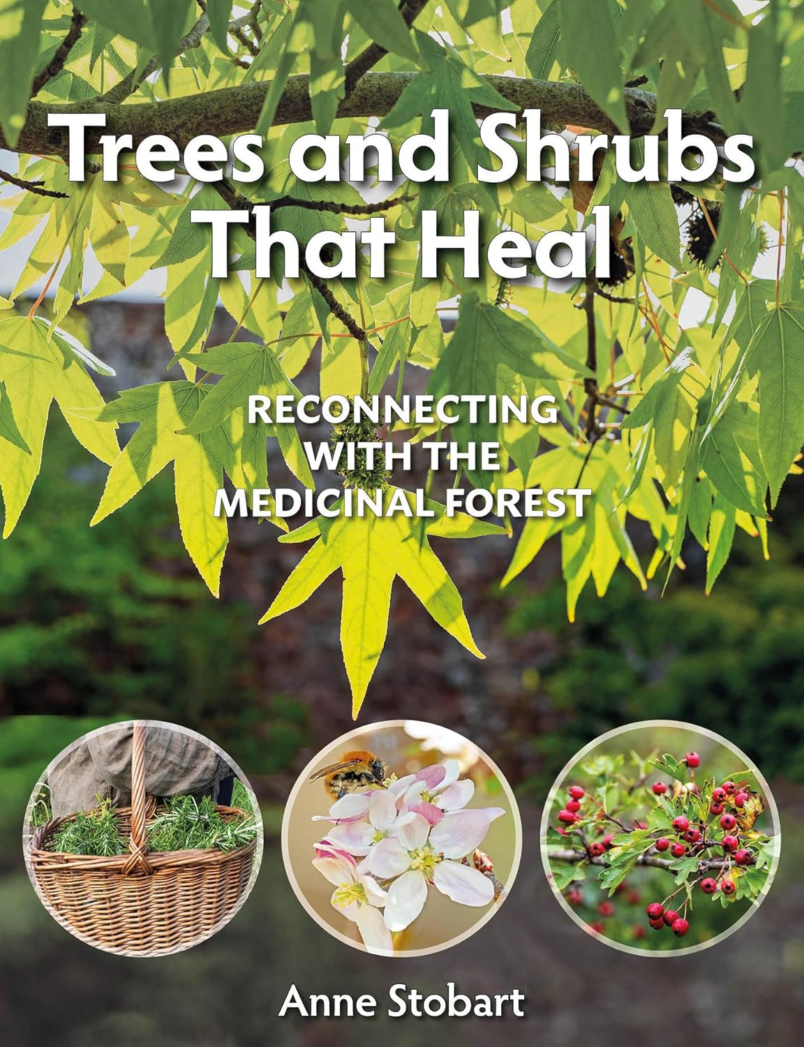 Cover of Trees and Shrubs that Heal by Anne Stobart featuring a close-up photo of a tree with 3 other images of a foraging basket, flowers and hawthorn haws.
