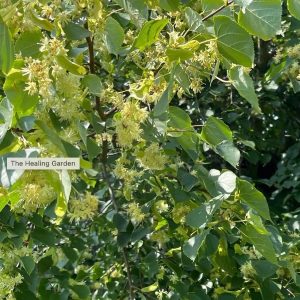August Herb Walk