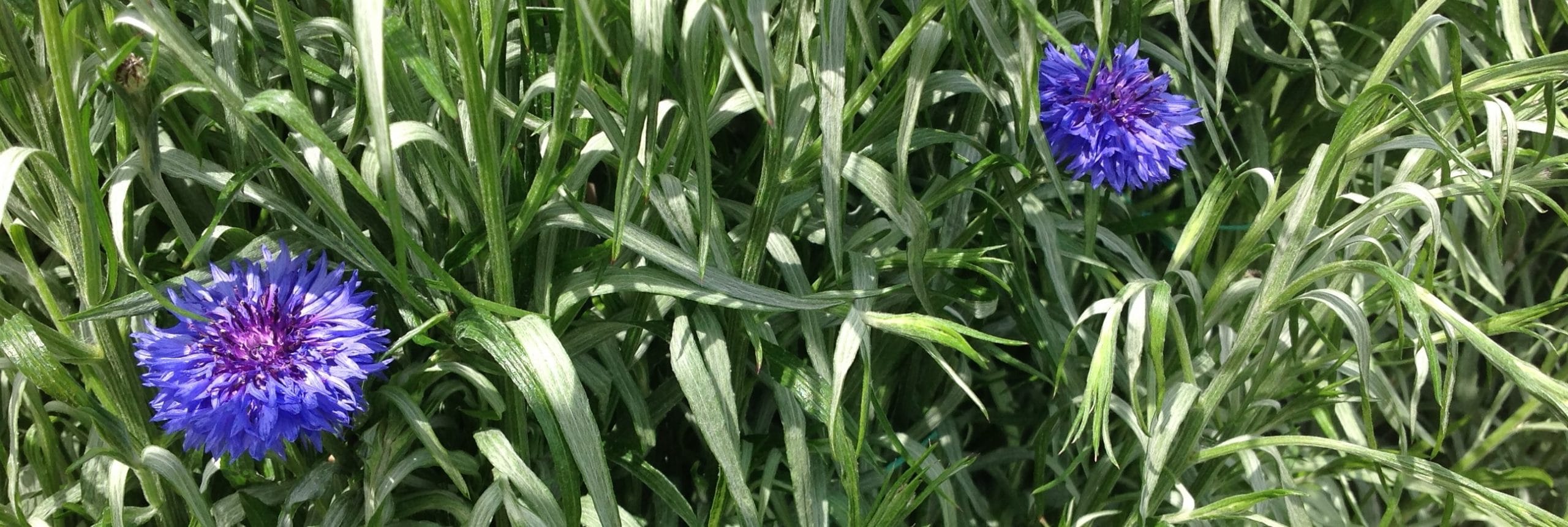 Barbara wilkinson cornflower cropped