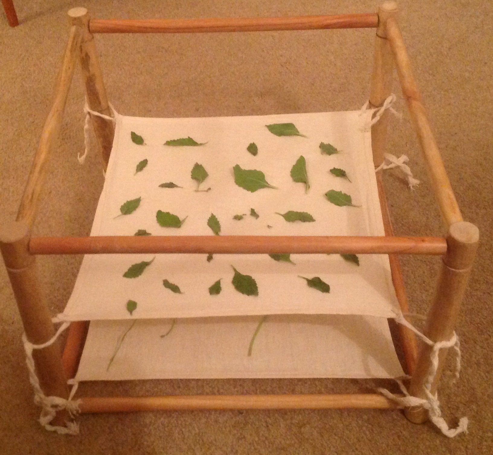 drying stevia leaves