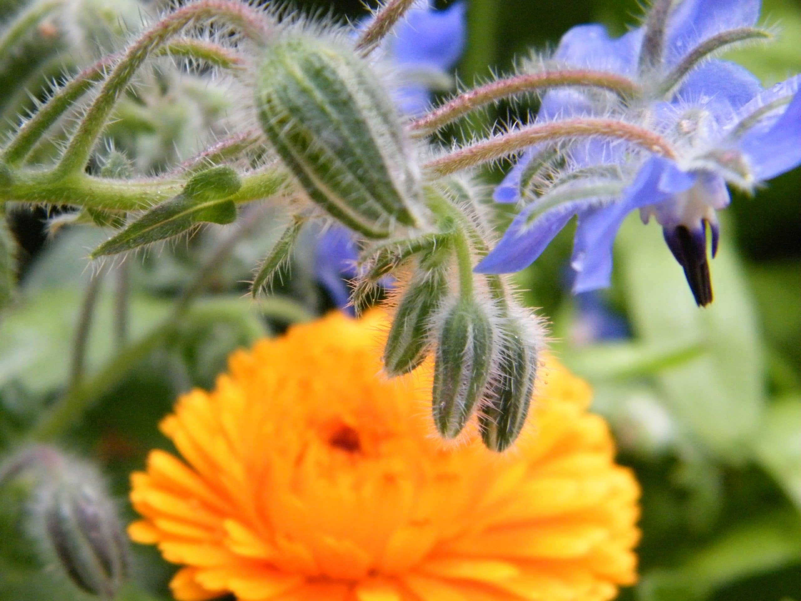 borage calendula flowers