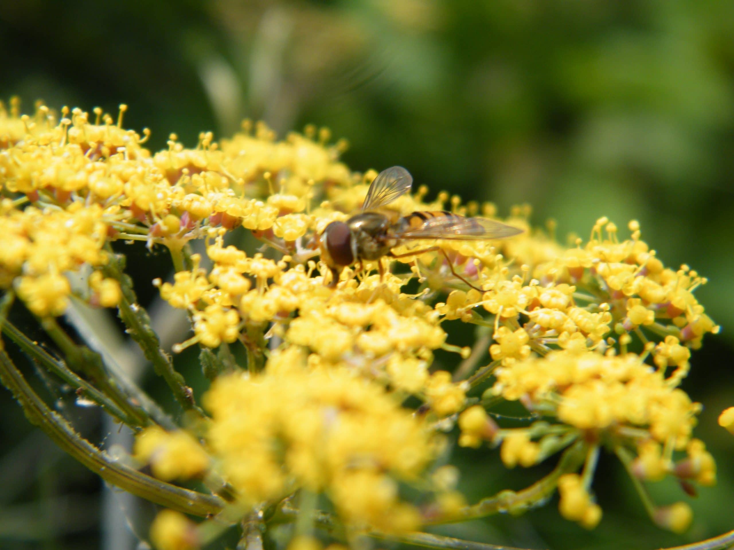 bronze fennel flowers pollinators