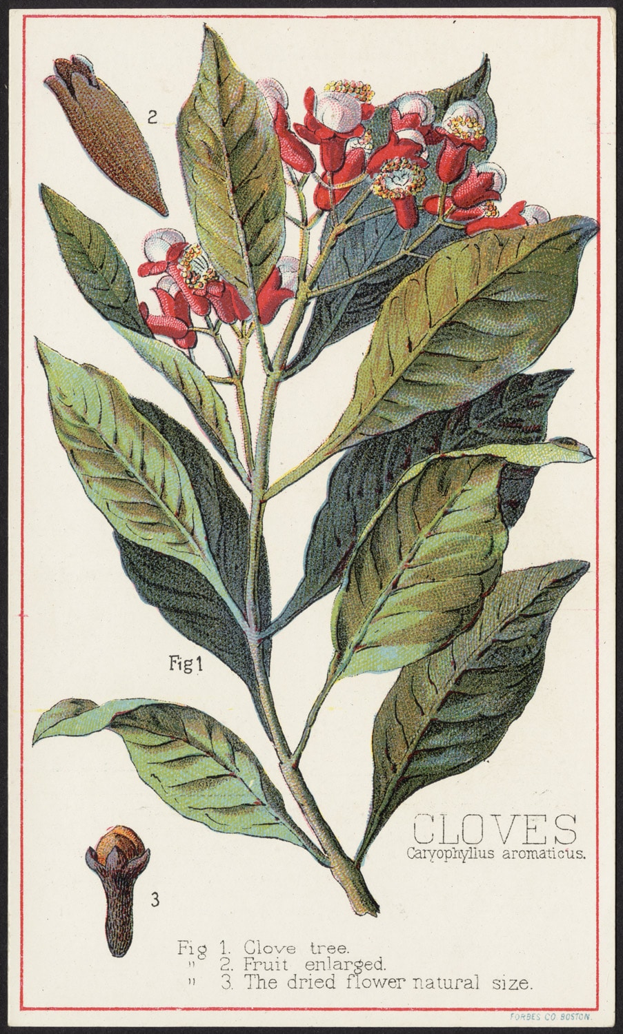 clove plant boston library