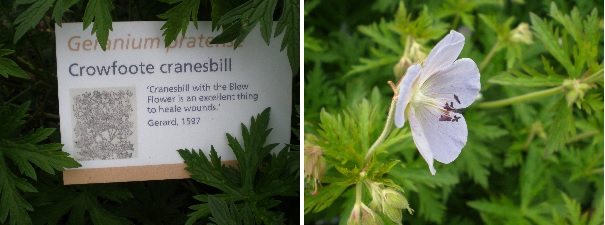 cranesbill herb info