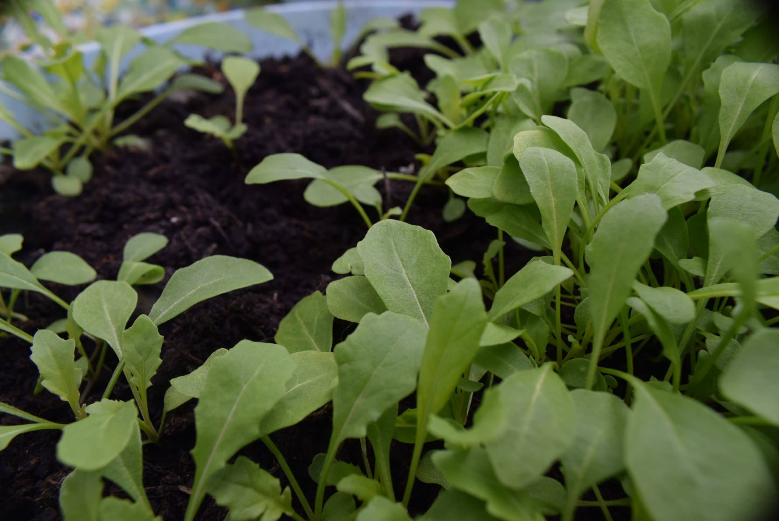 rocket seedlings