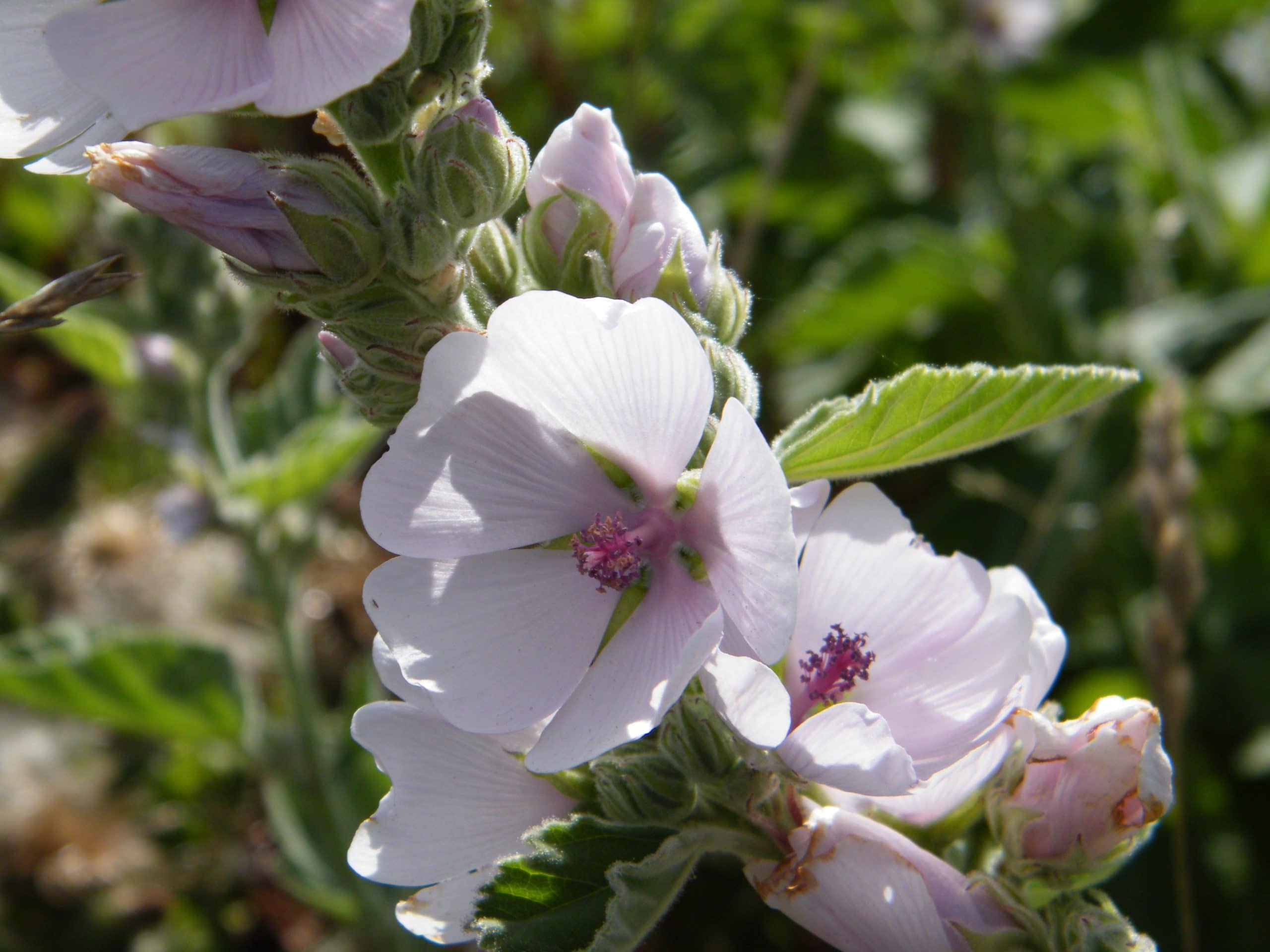 wild mallow flowers