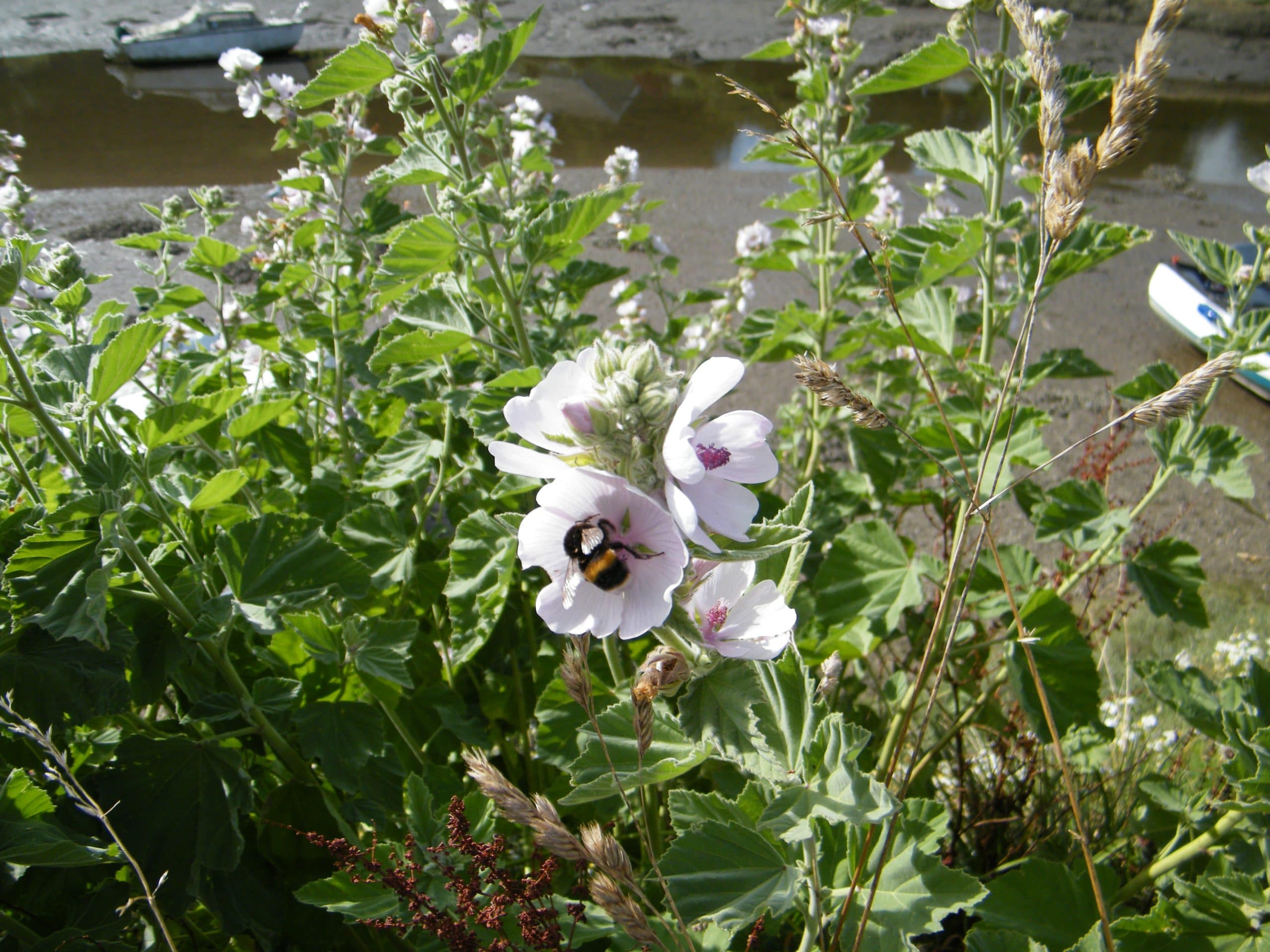 marshmallow pollinator