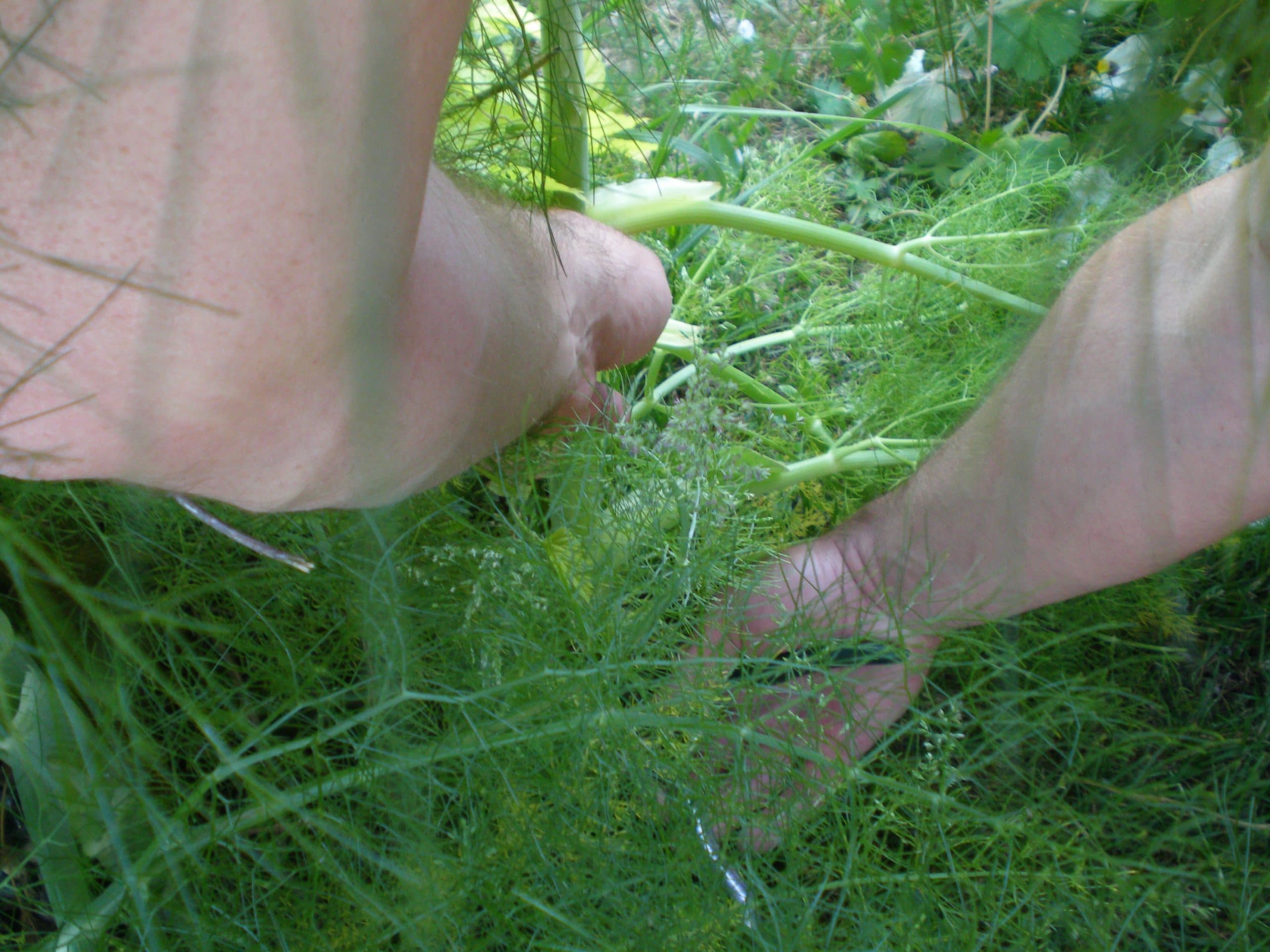 aromatic fennel leaves