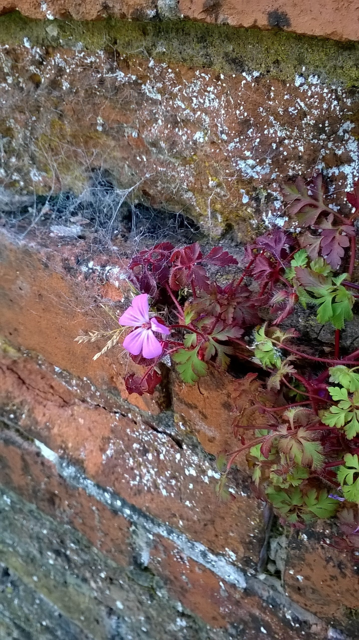 wall herb robert