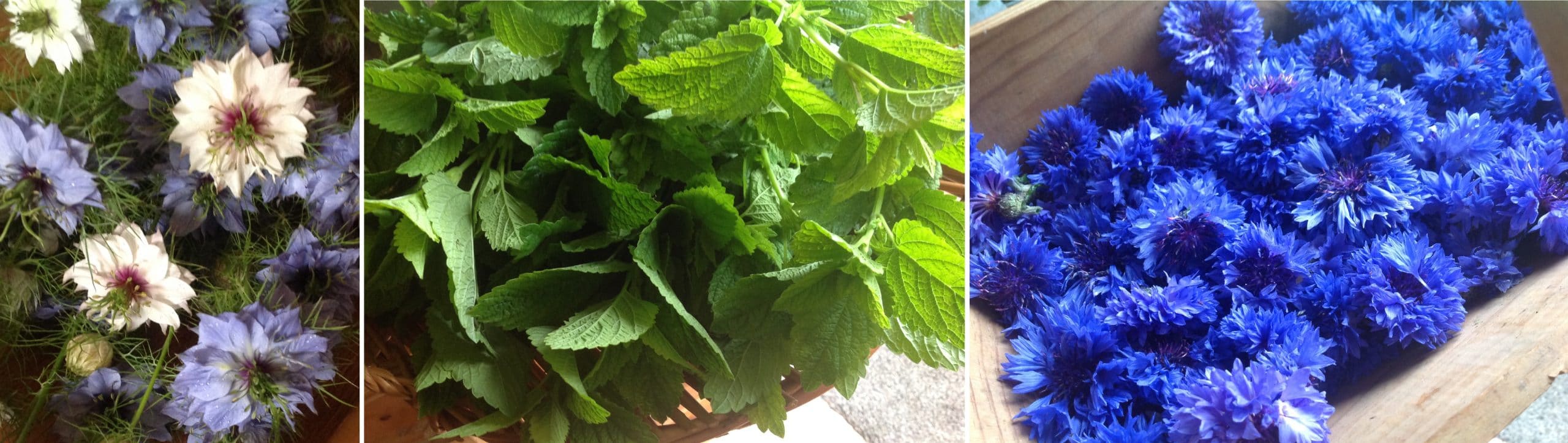 herbal tea harvest