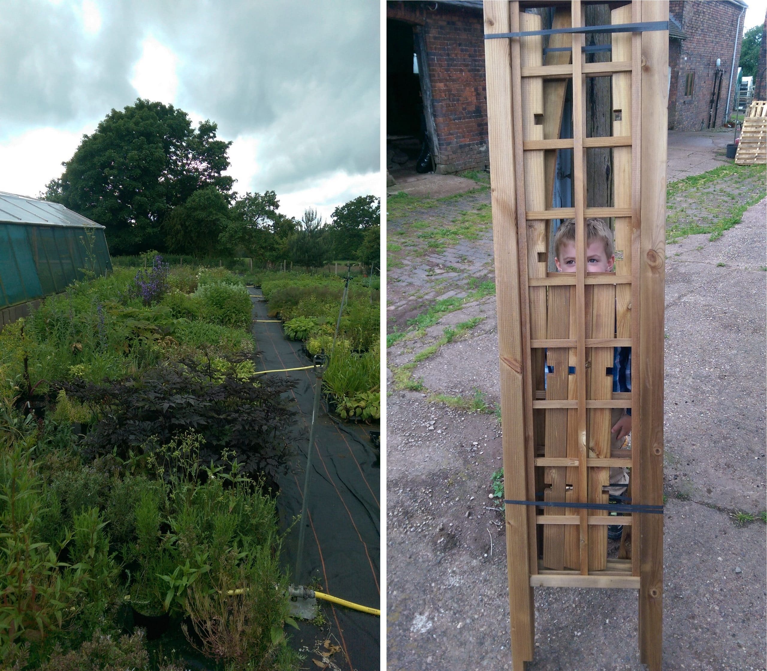 herbs growing hooksgreen nursery
