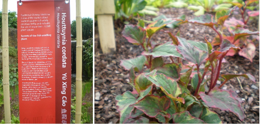 houttuynia cordata plant info