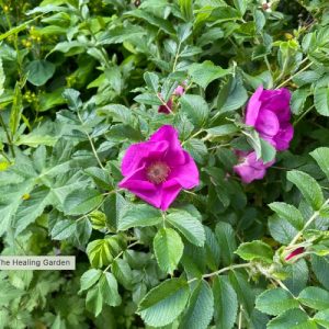 July Herb Walk